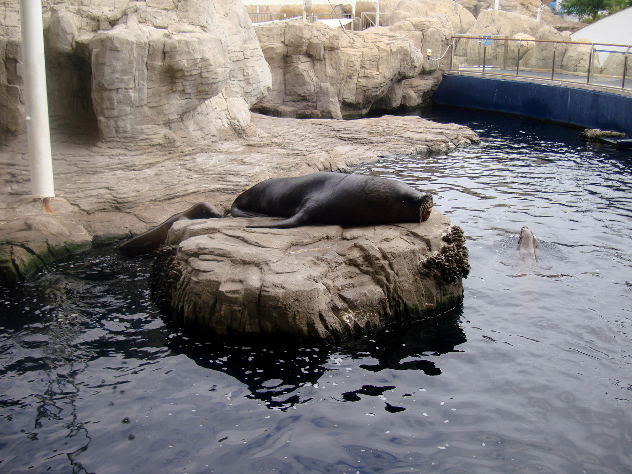 l'oceonagraphic foca Valencia