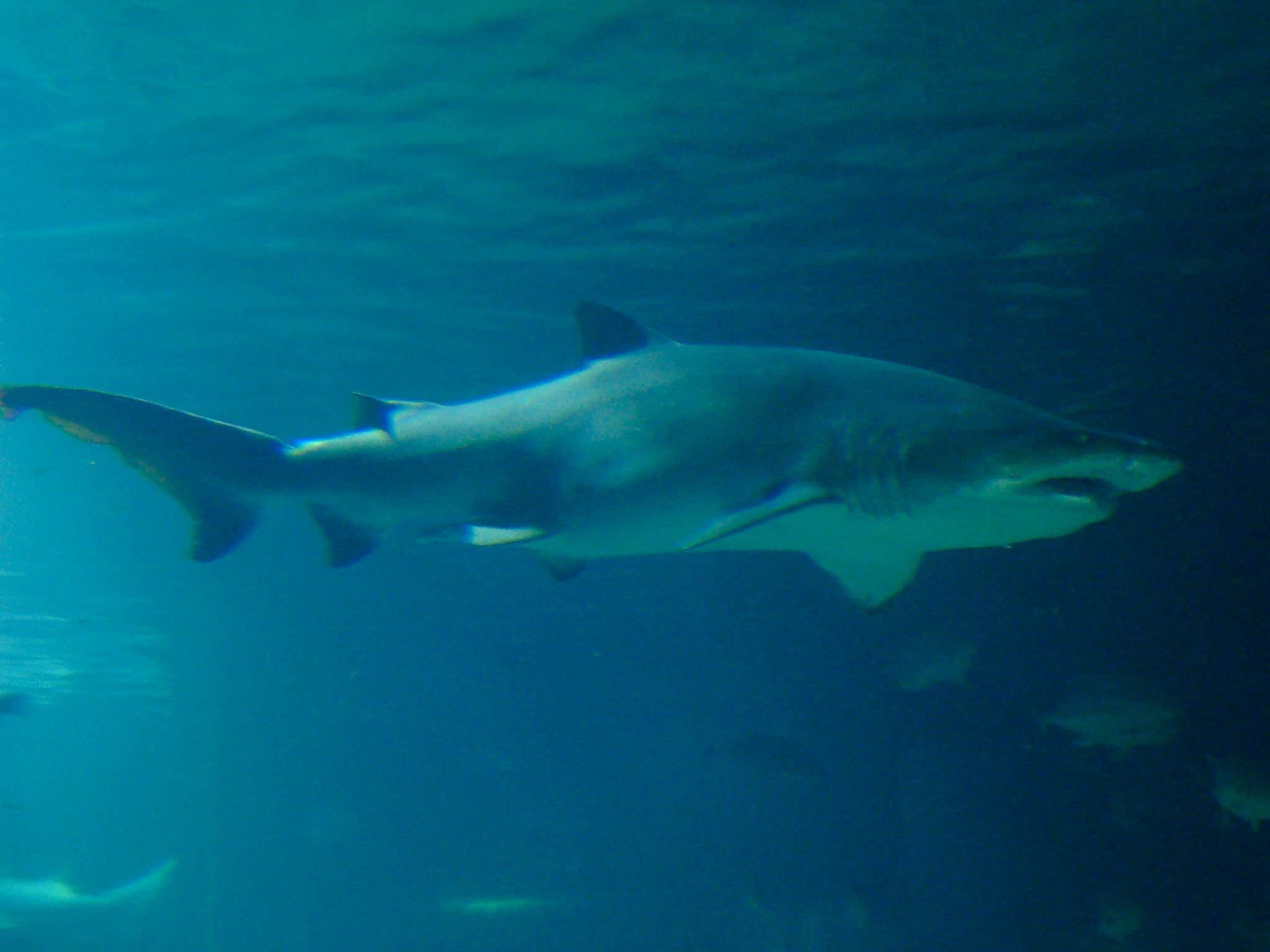 l'oceonagraphic squalo Valencia