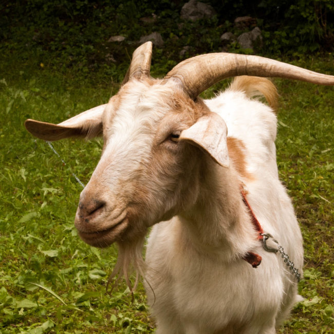 capra slovena Kamnik