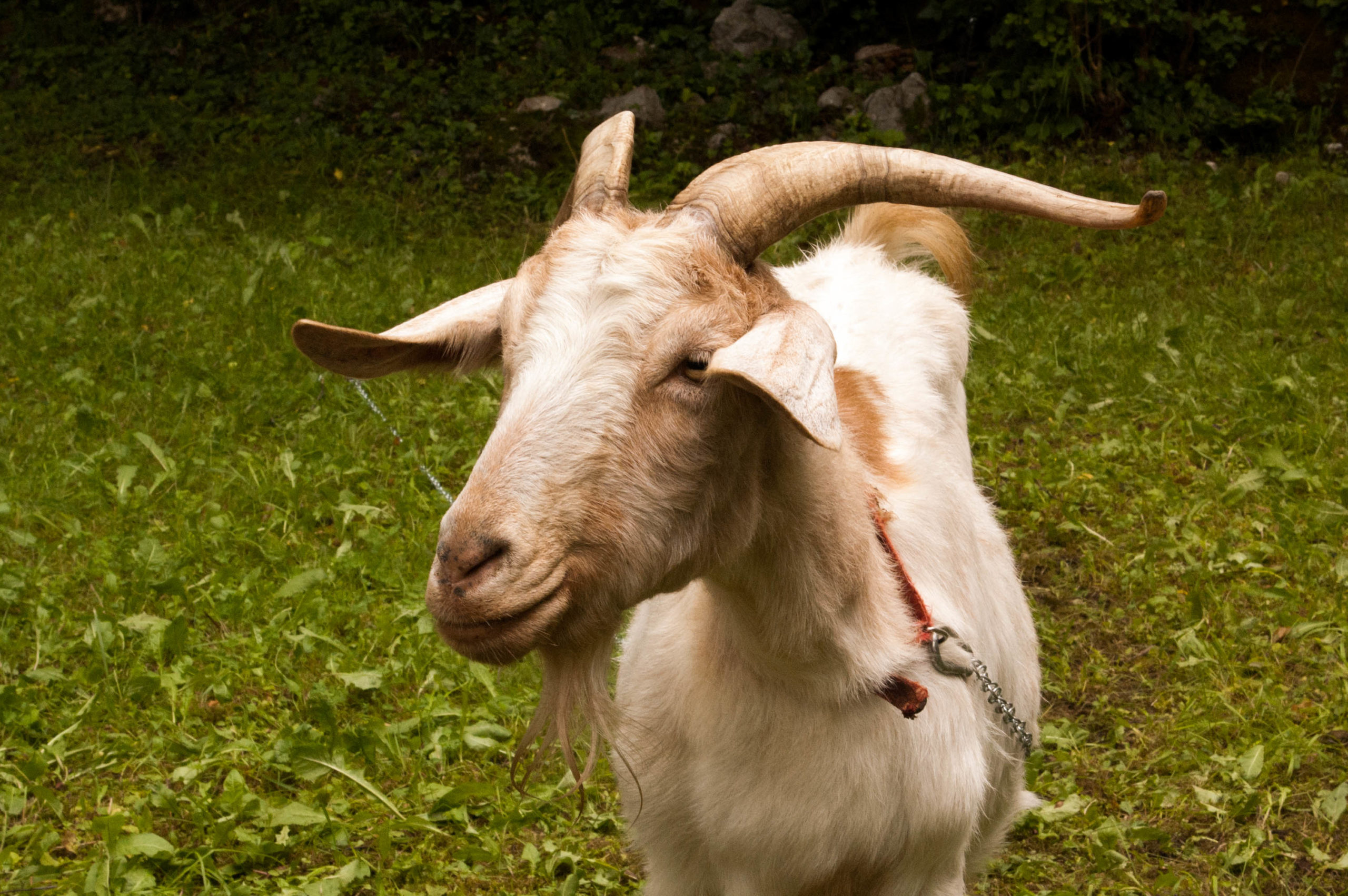 capra slovena Kamnik