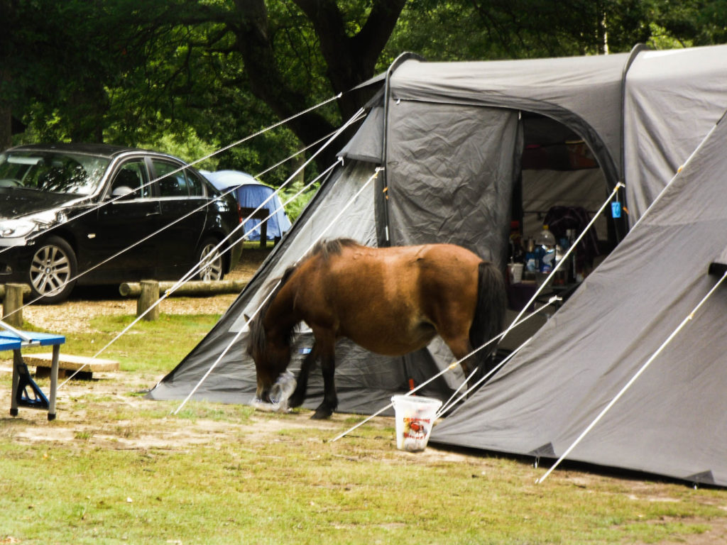 New Forest campeggio