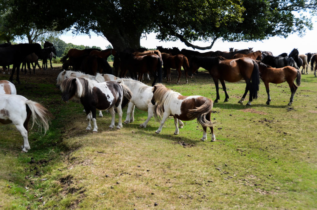 New Forest campeggio