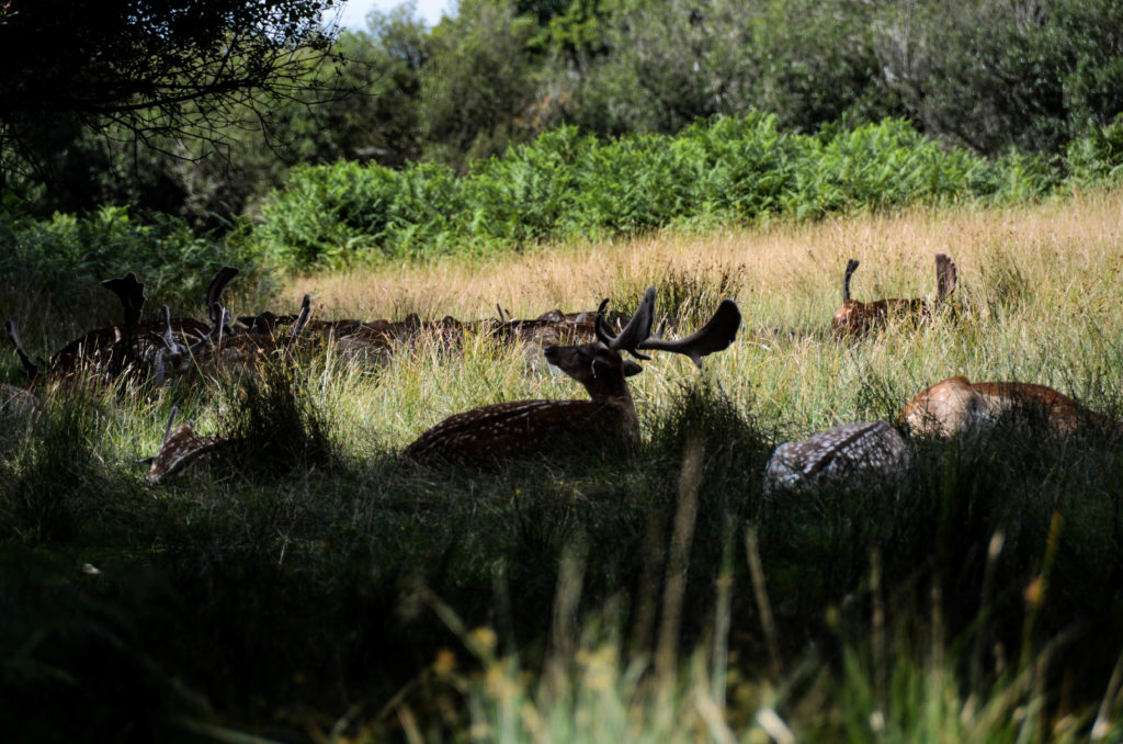 New Forest campeggio