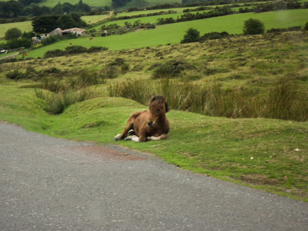 parco naturale di Dartmoor