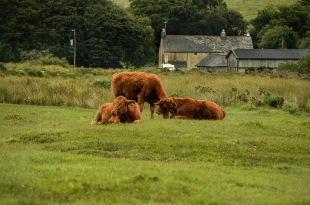 parco naturale di Dartmoor