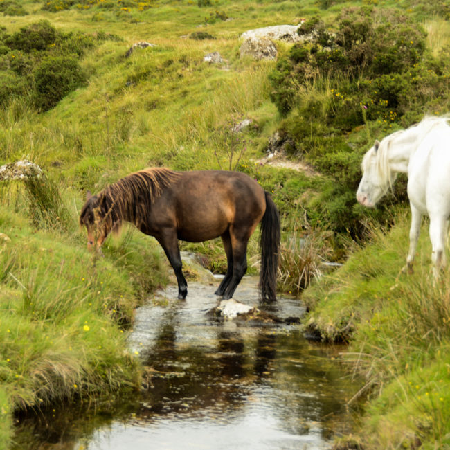 parco naturale di Dartmoor