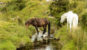 parco naturale di Dartmoor