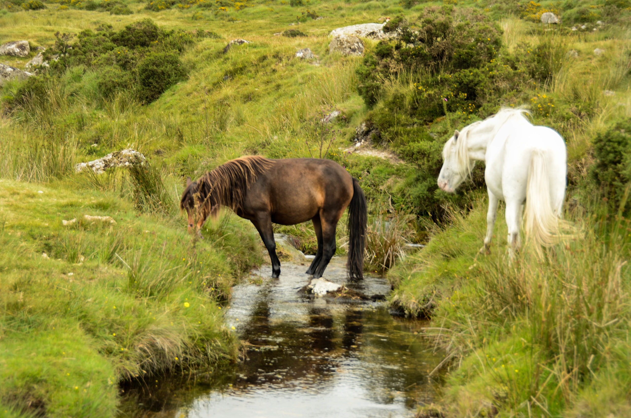 parco naturale di Dartmoor