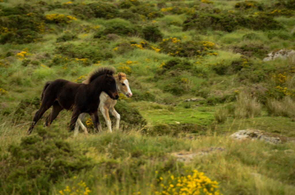 parco naturale di Dartmoor