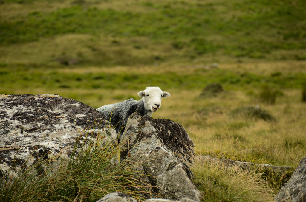 parco naturale di Dartmoor