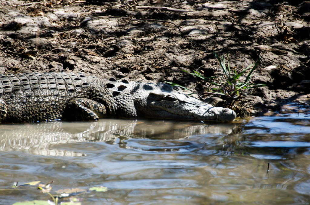 coccodrillo fiume giallo Australia