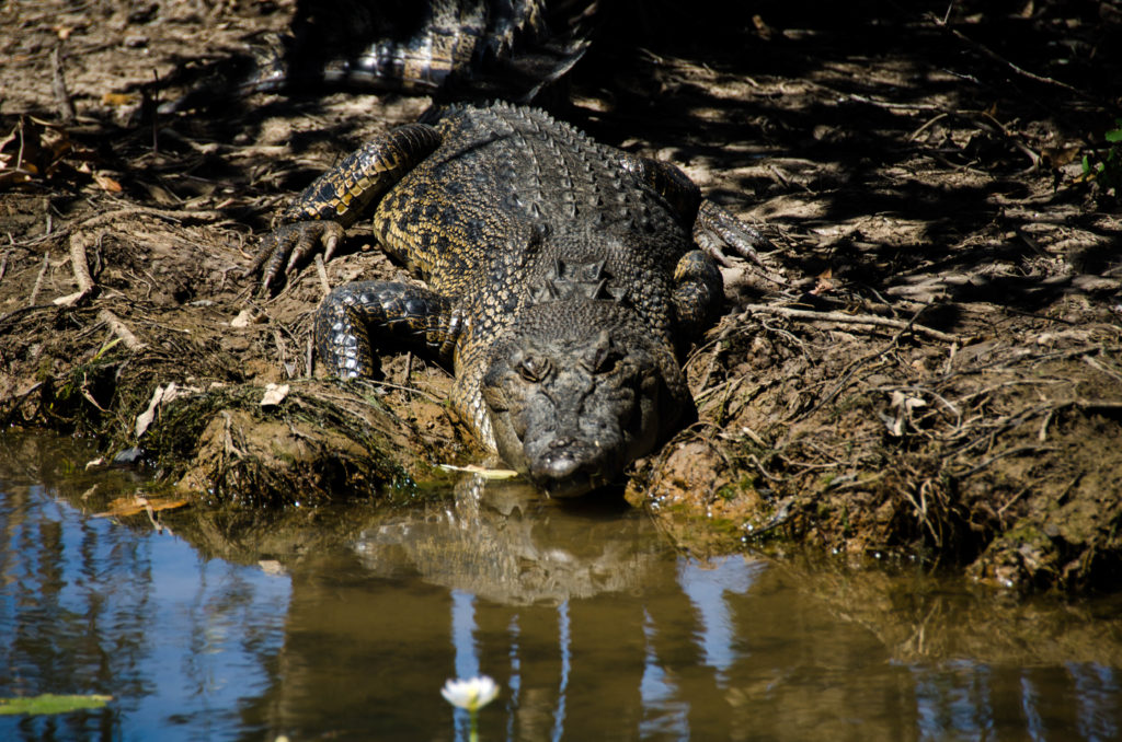 coccodrillo fiume giallo australia
