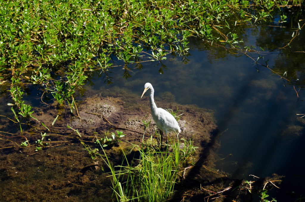 Jabiru