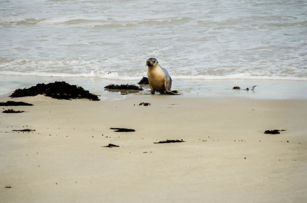 le foche di Kangaroo Island