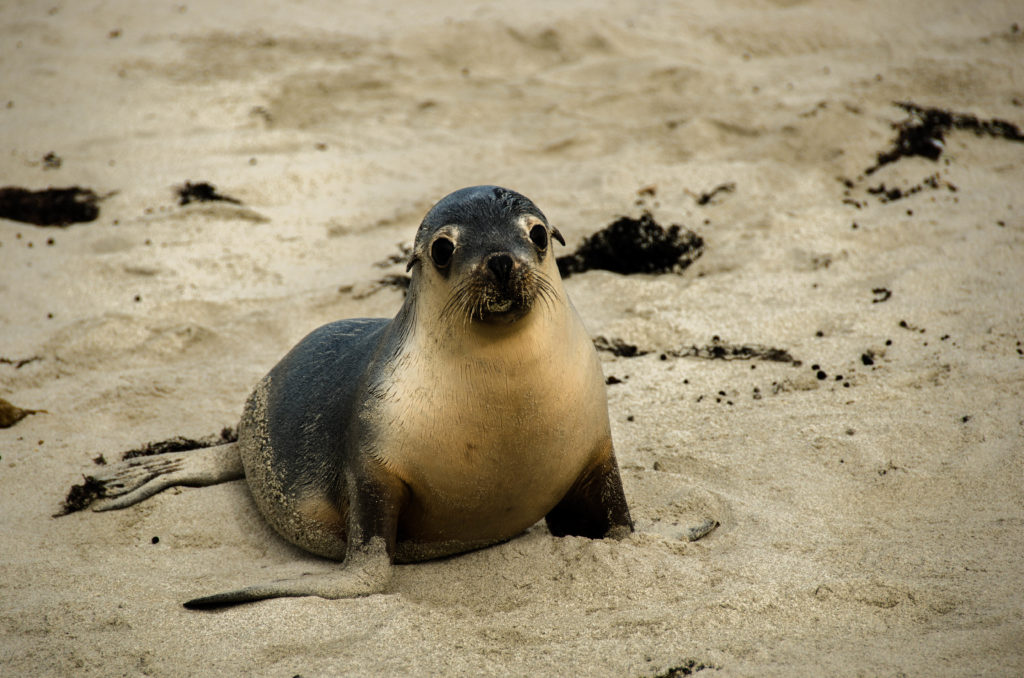 le foche di Kangaroo Island