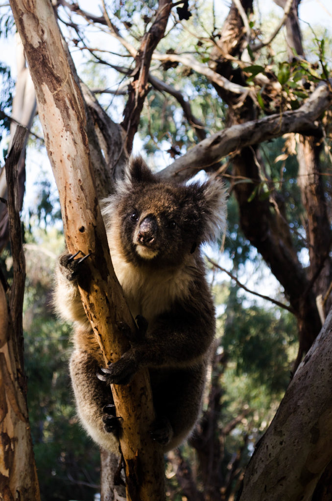 koala