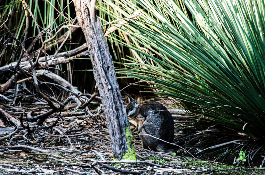 wallabi