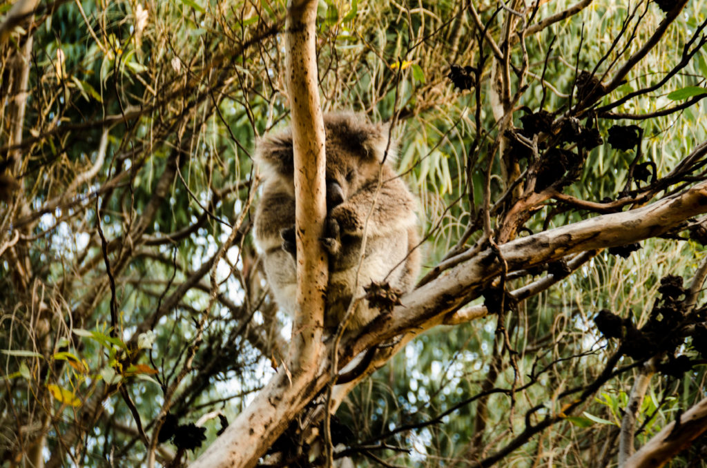 koala