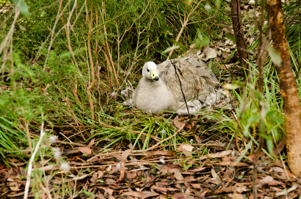Flinders Chase National Park