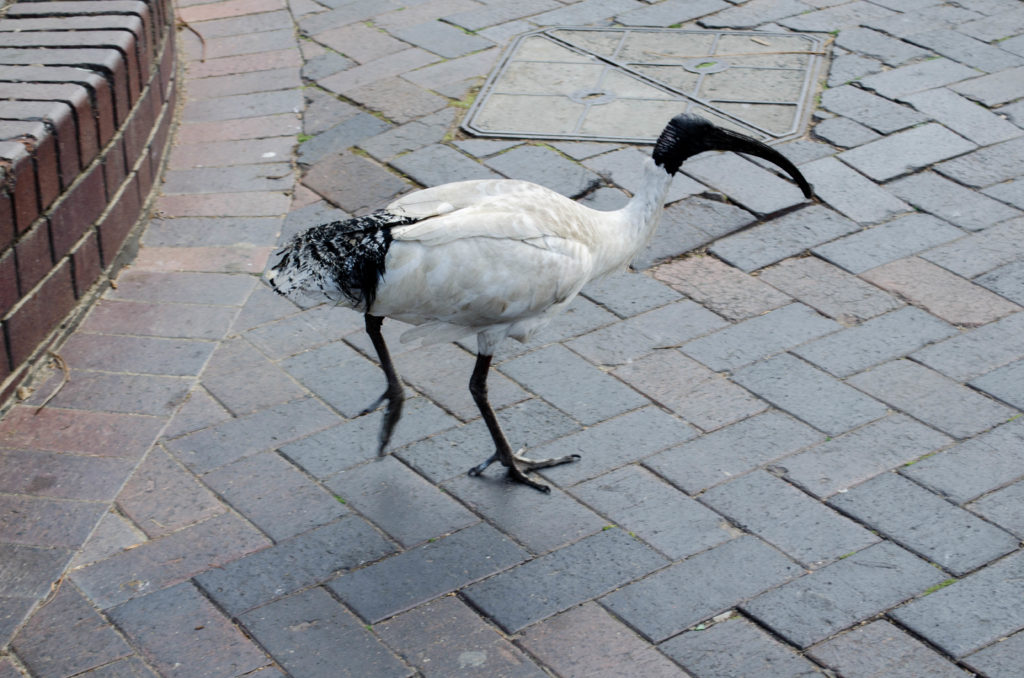 kiwi uccello Australia