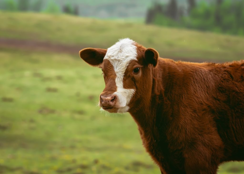 cow