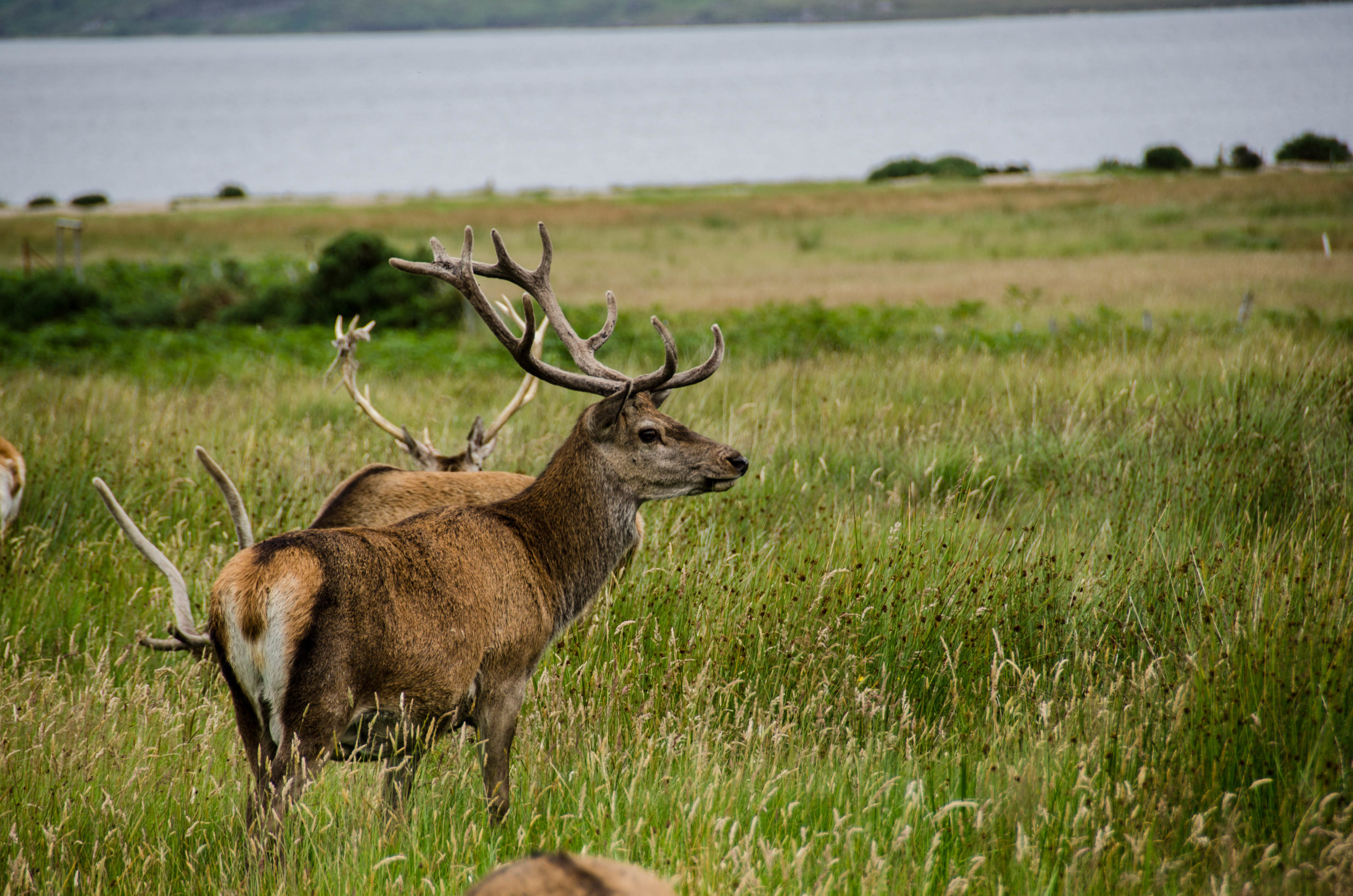 Highland cervi
