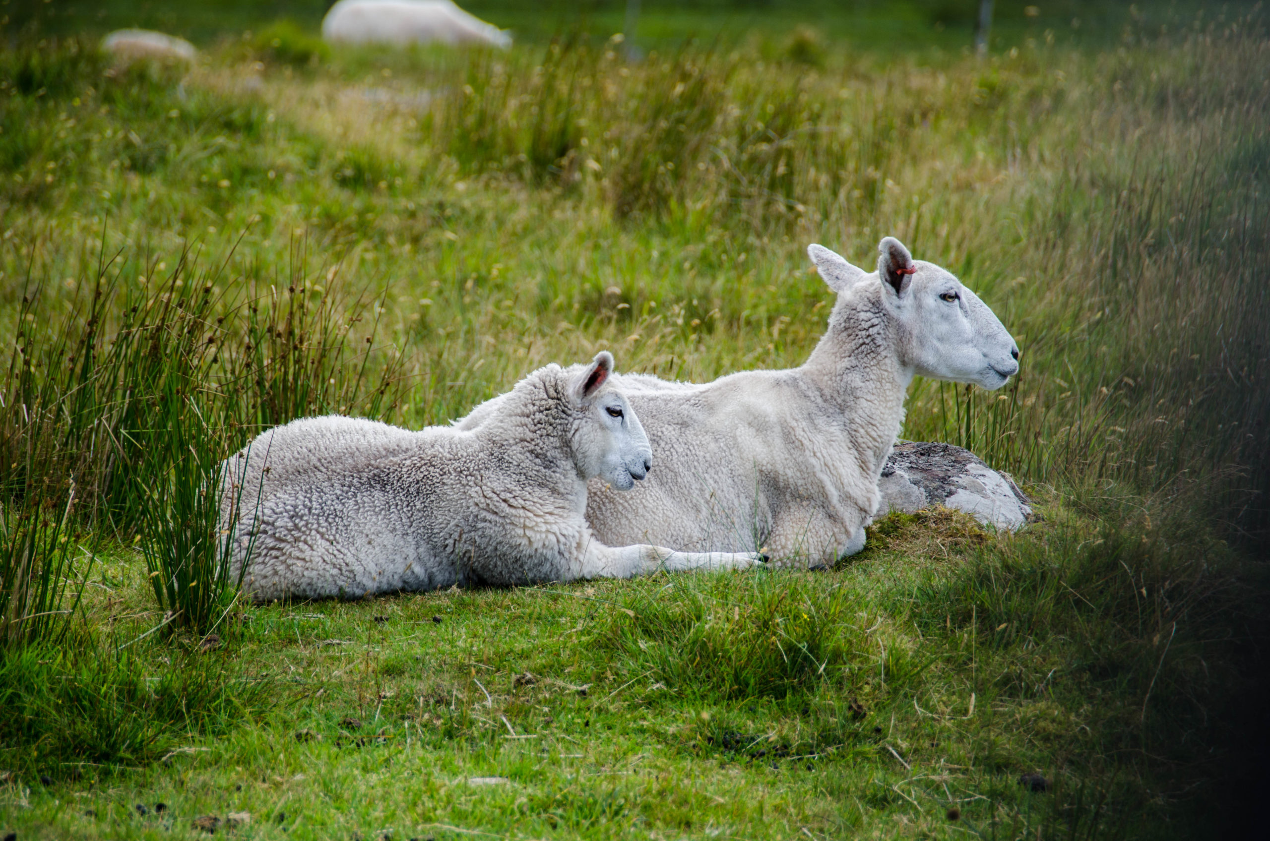 Highland mucche