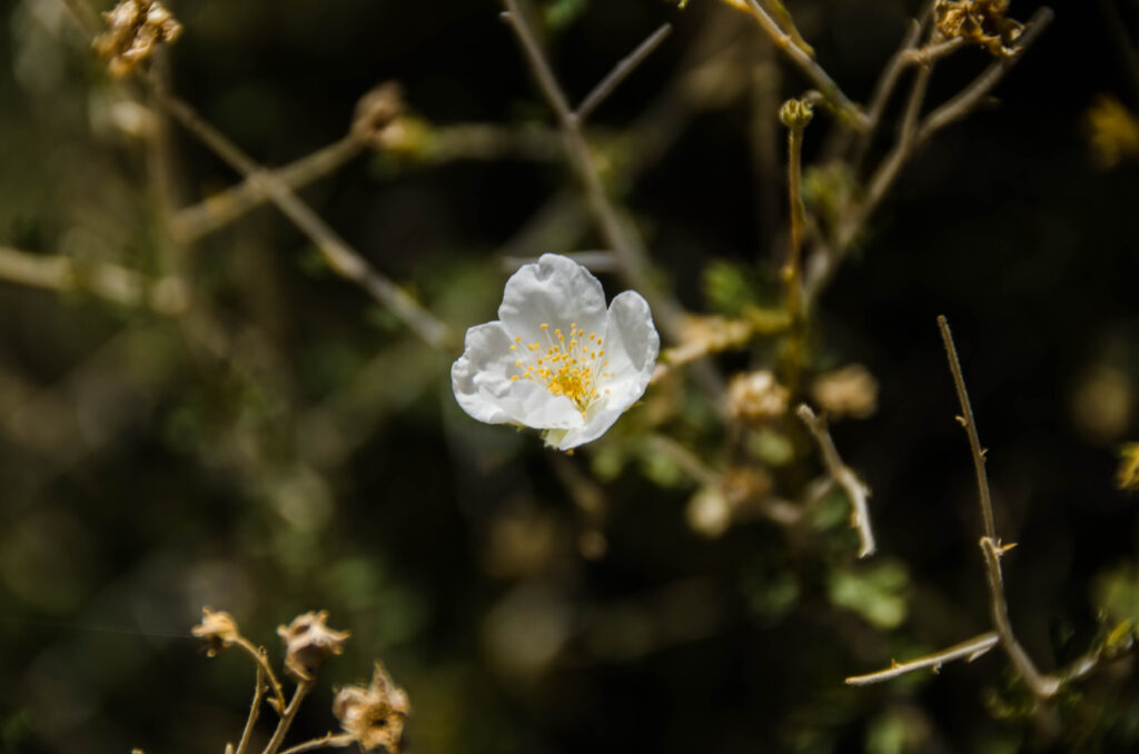 Gran canyon fiore