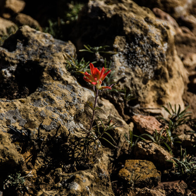 Gran canyon fiore