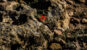Gran canyon fiore