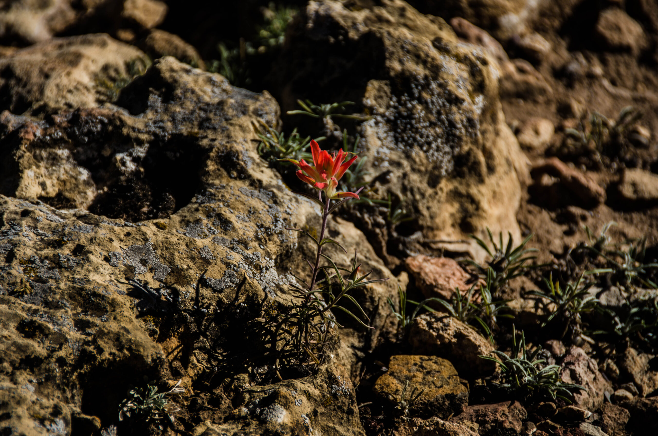 Gran canyon fiore