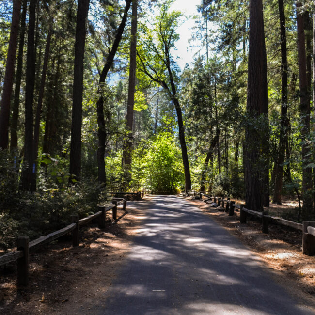 parco sequoie san Francisco