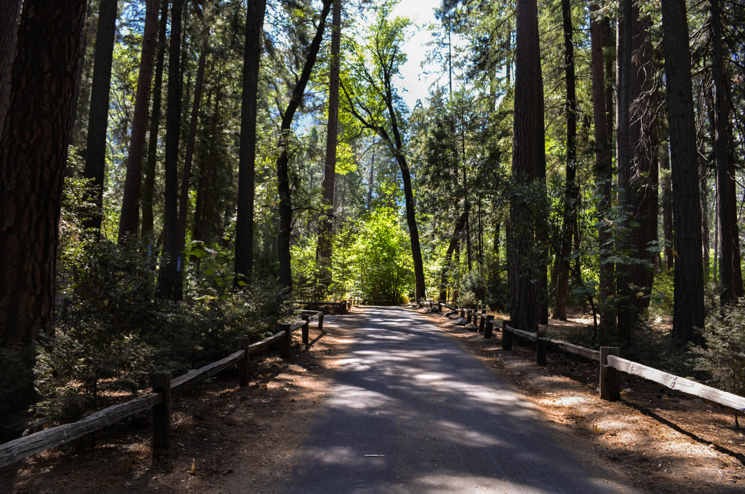 parco sequoie san Francisco
