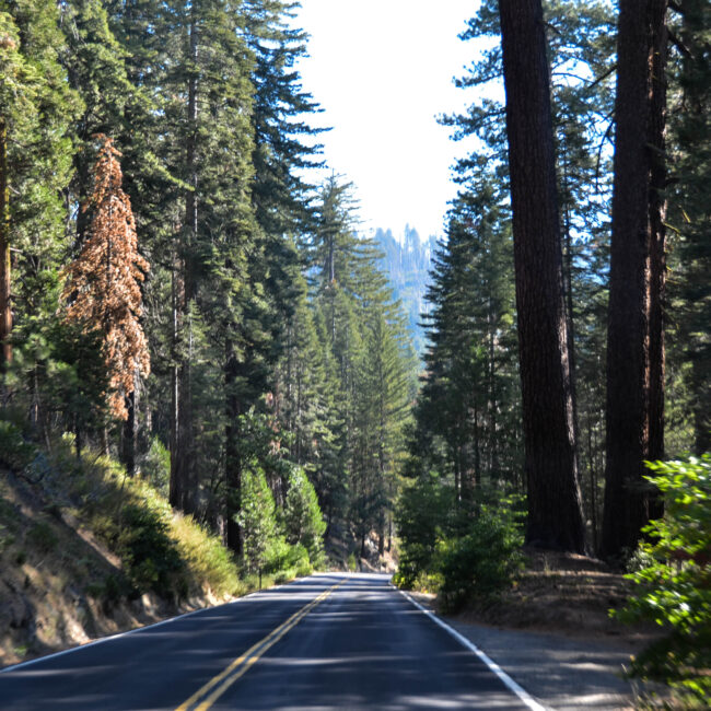 in viaggio verso sequoia park