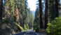 in viaggio verso sequoia park