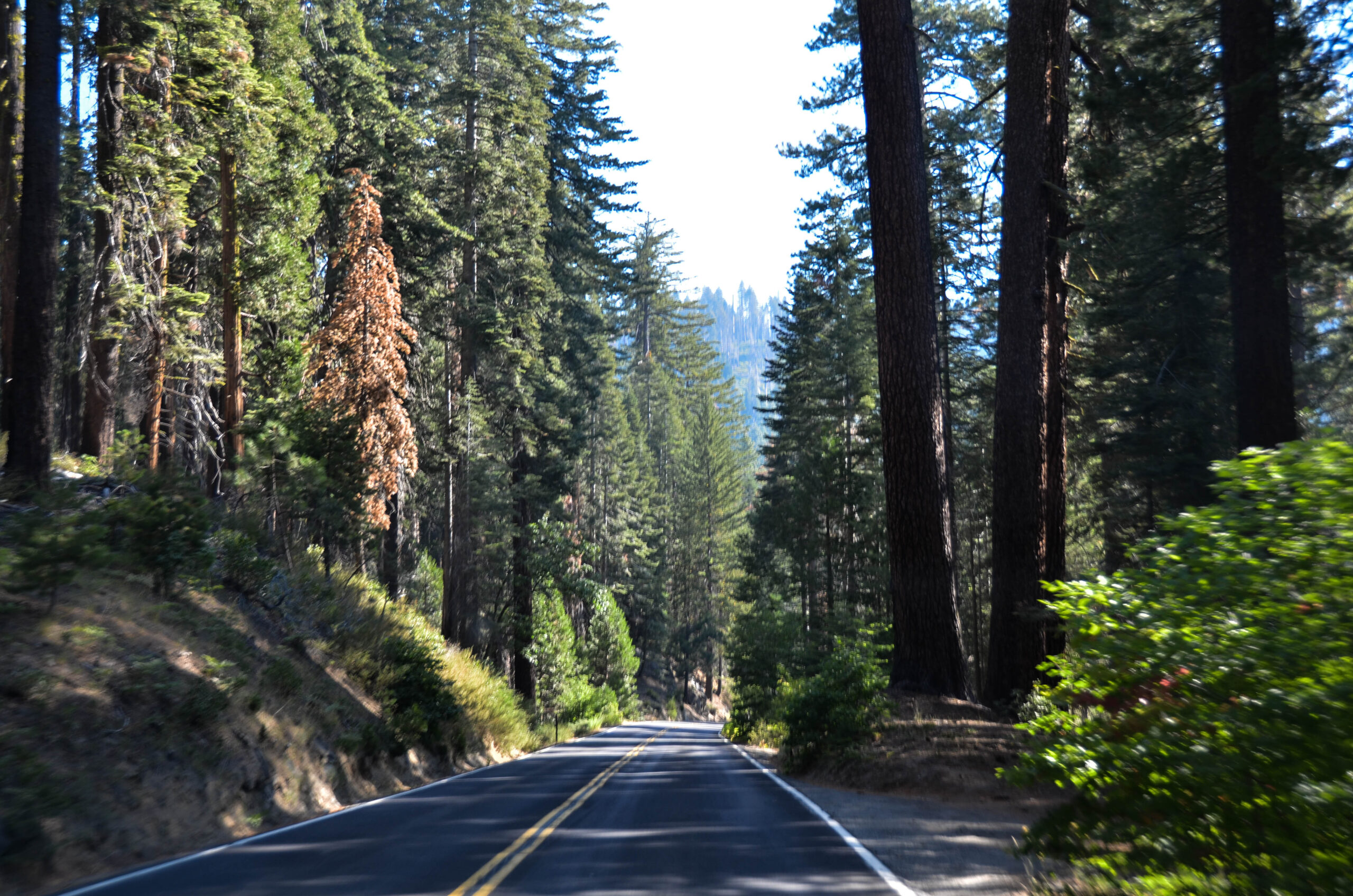 in viaggio verso sequoia park