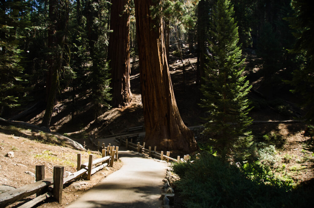 Sequoia park (USA)