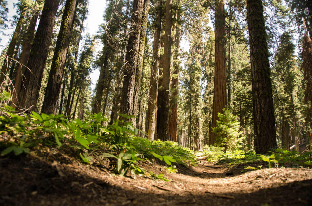 Sequoia park (USA)