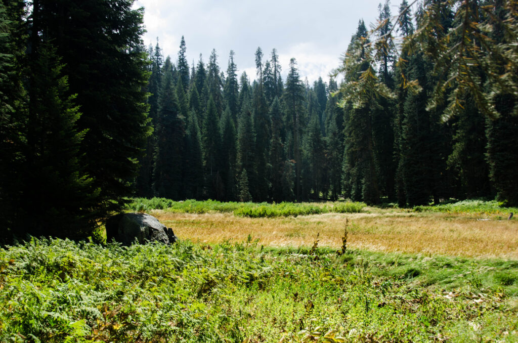 Sequoia park (USA)