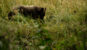 Sequoia park orso