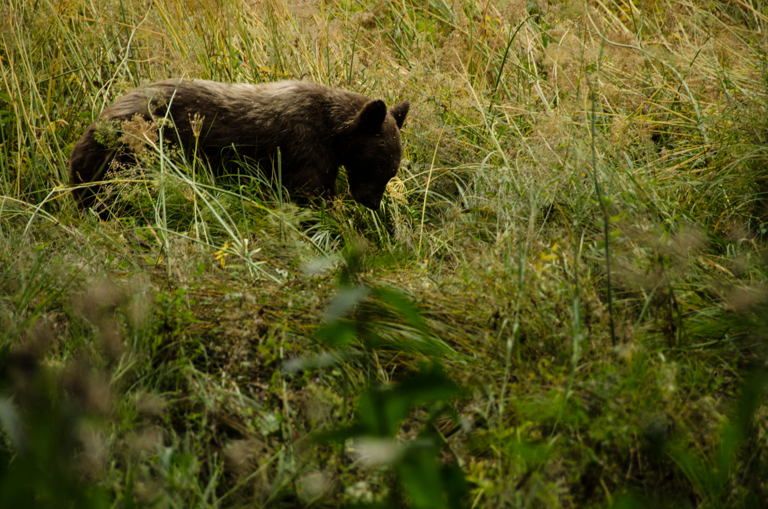 Sequoia park orso