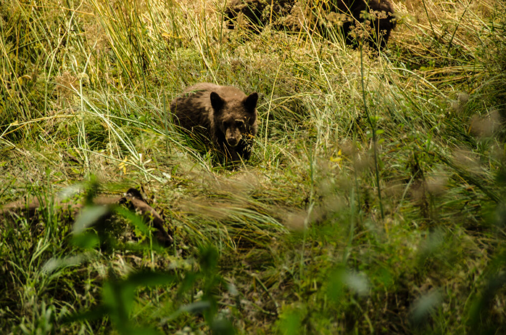 Sequoia park (USA) orso