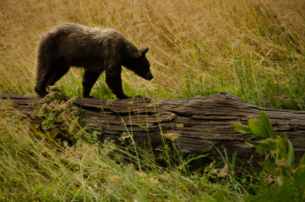 orso Sequoia park (USA)